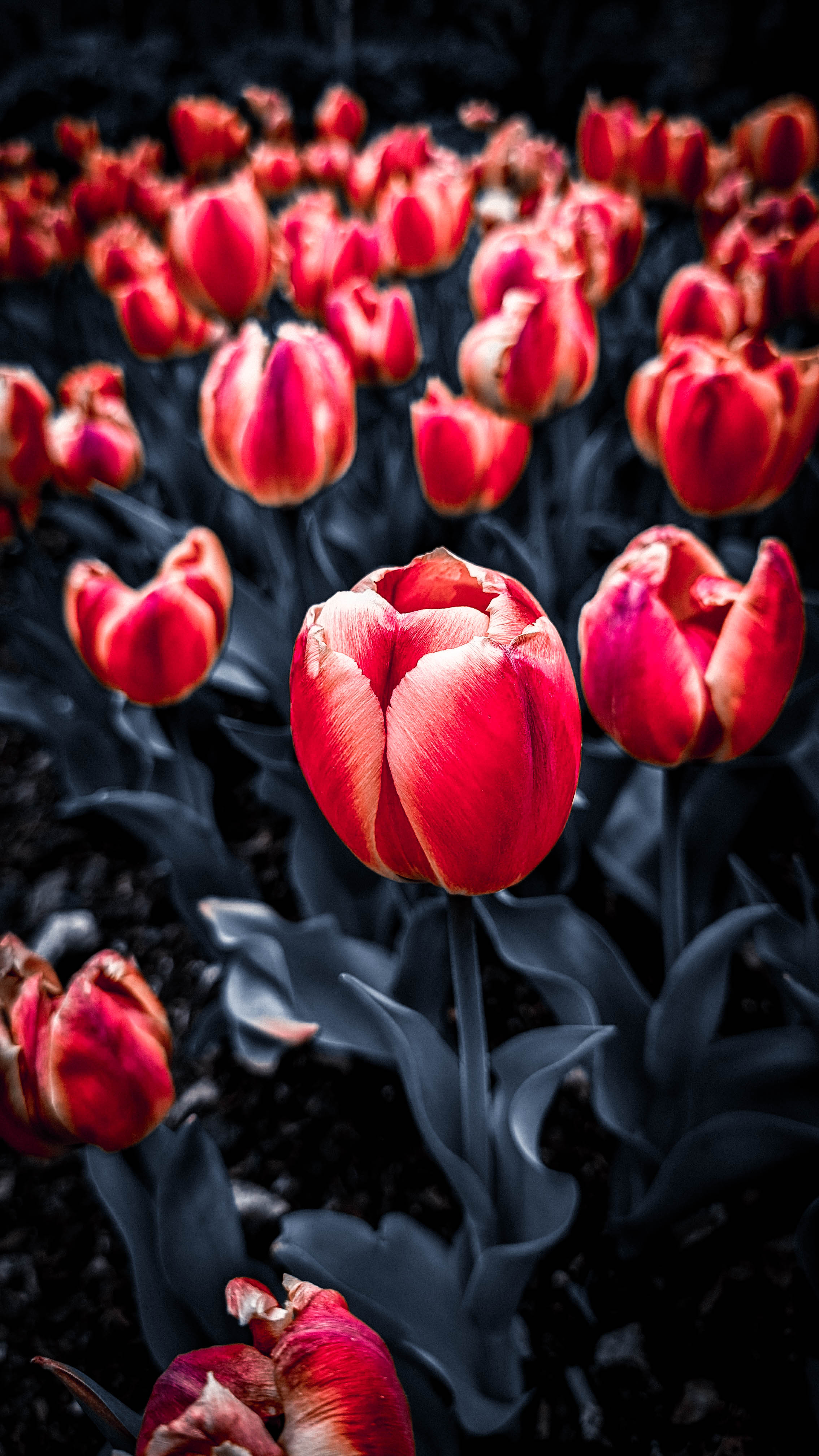 Poppys_in_Bloom_BLVCK